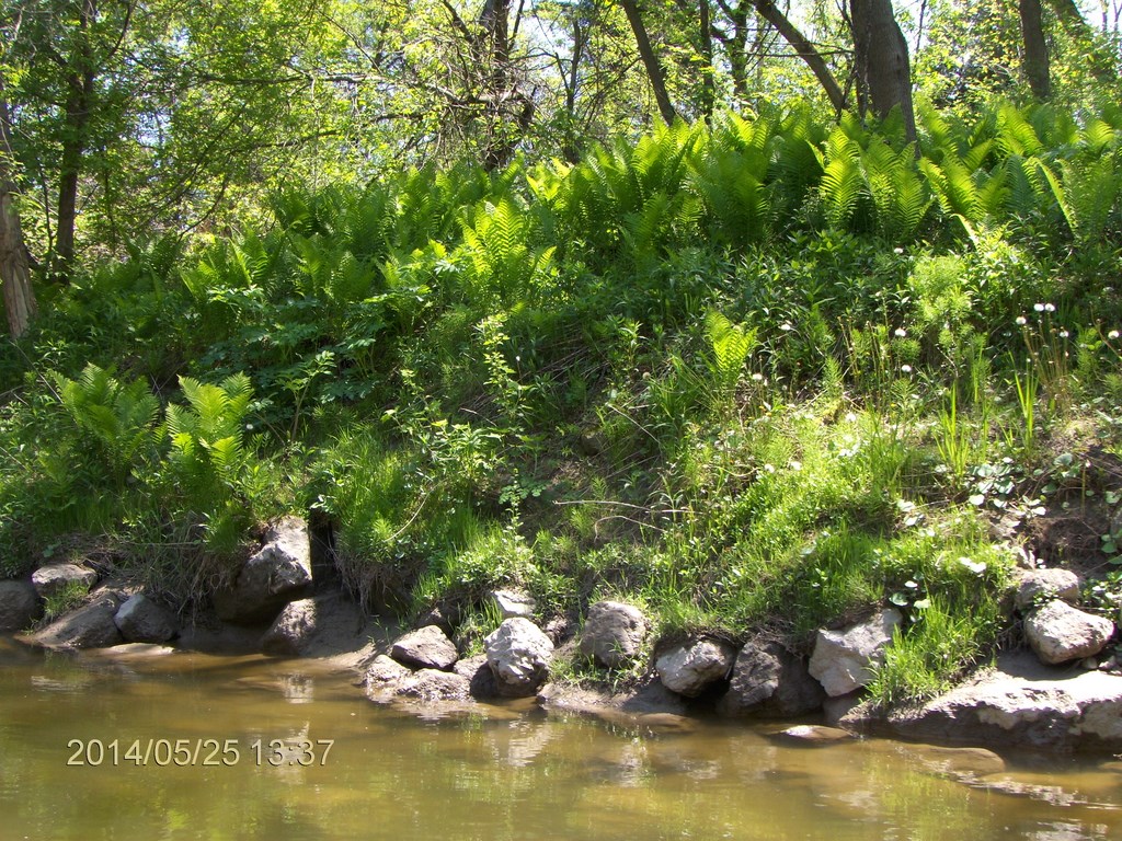 Christopher Greaves Rouge River_HPIM7343.JPG